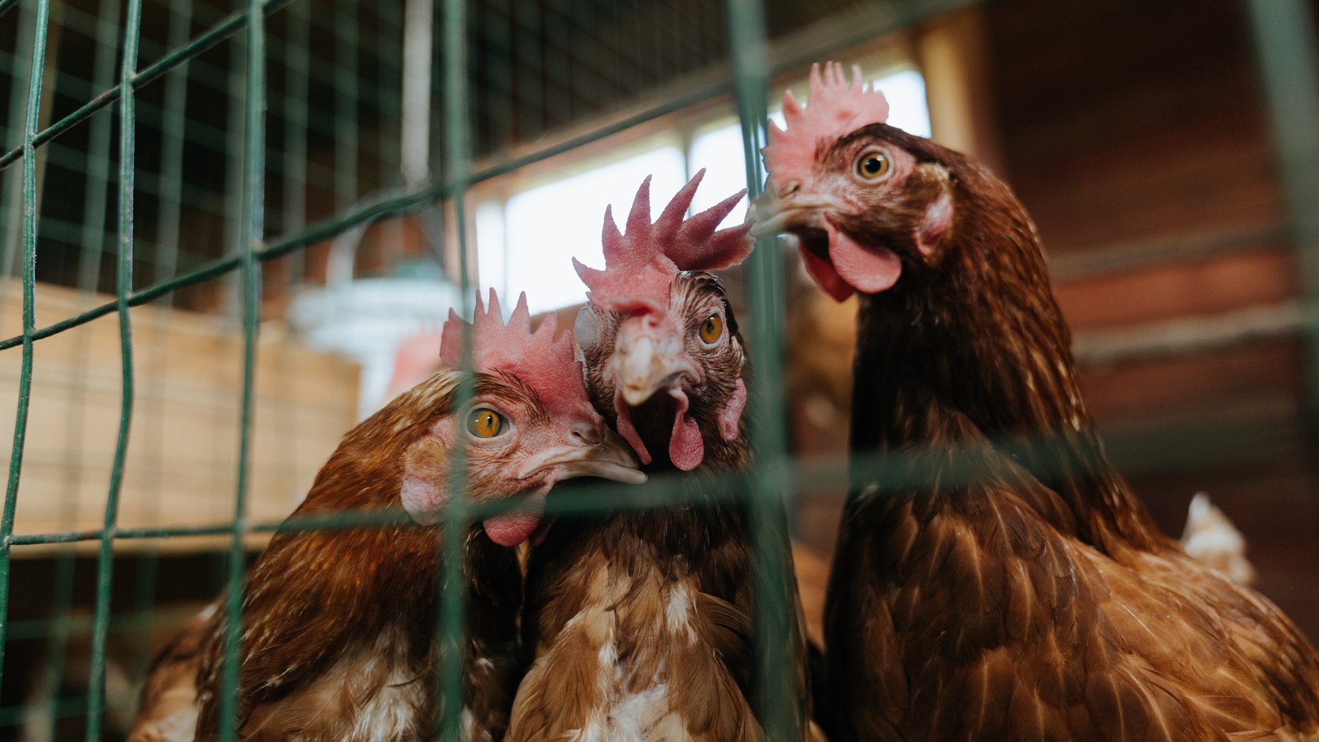 开云体育APP下载-双线传奇，比利亚雷亚尔提前终结悬念击溃AC米兰，伊布国家德比独揽乾坤