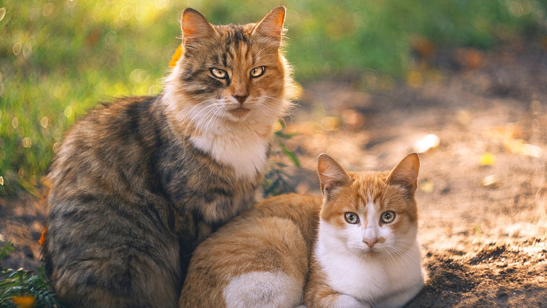 深圳队爆冷逆转广东队，英格拉姆关键节点连砍分数定胜局