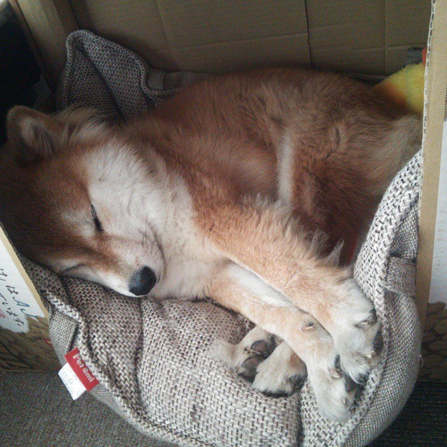 开云体育-戈贝尔最后的沉默守护，老鹰绝境翻盘，揭开湖人华丽伪装