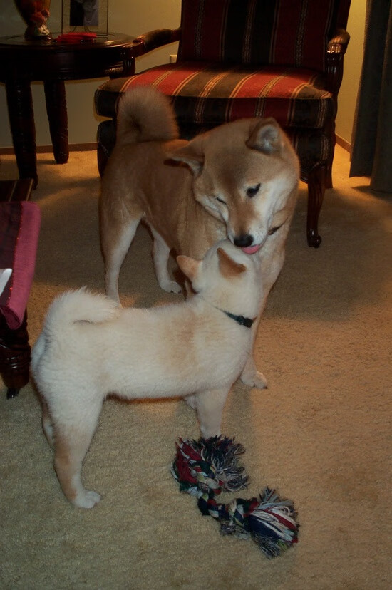 开云体育平台APP-奥运周期关键焦点战，篮网力克爵士，点燃篮球激情