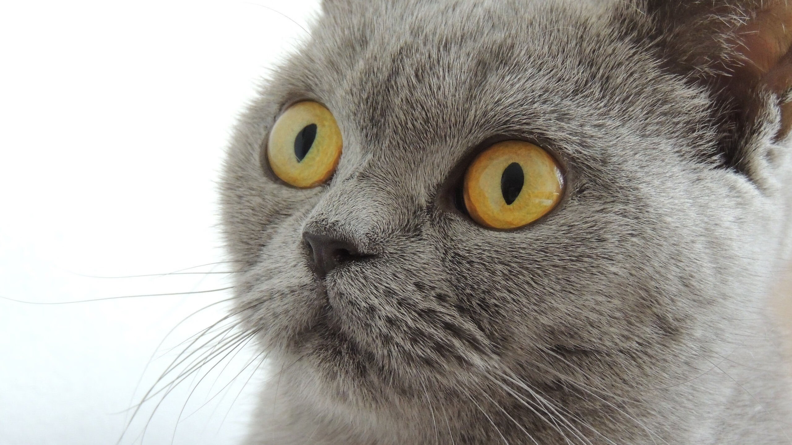 开云体育app-后梅西时代！莱比锡红牛血拼阿根廷，坎特在美加墨赛场接管比赛