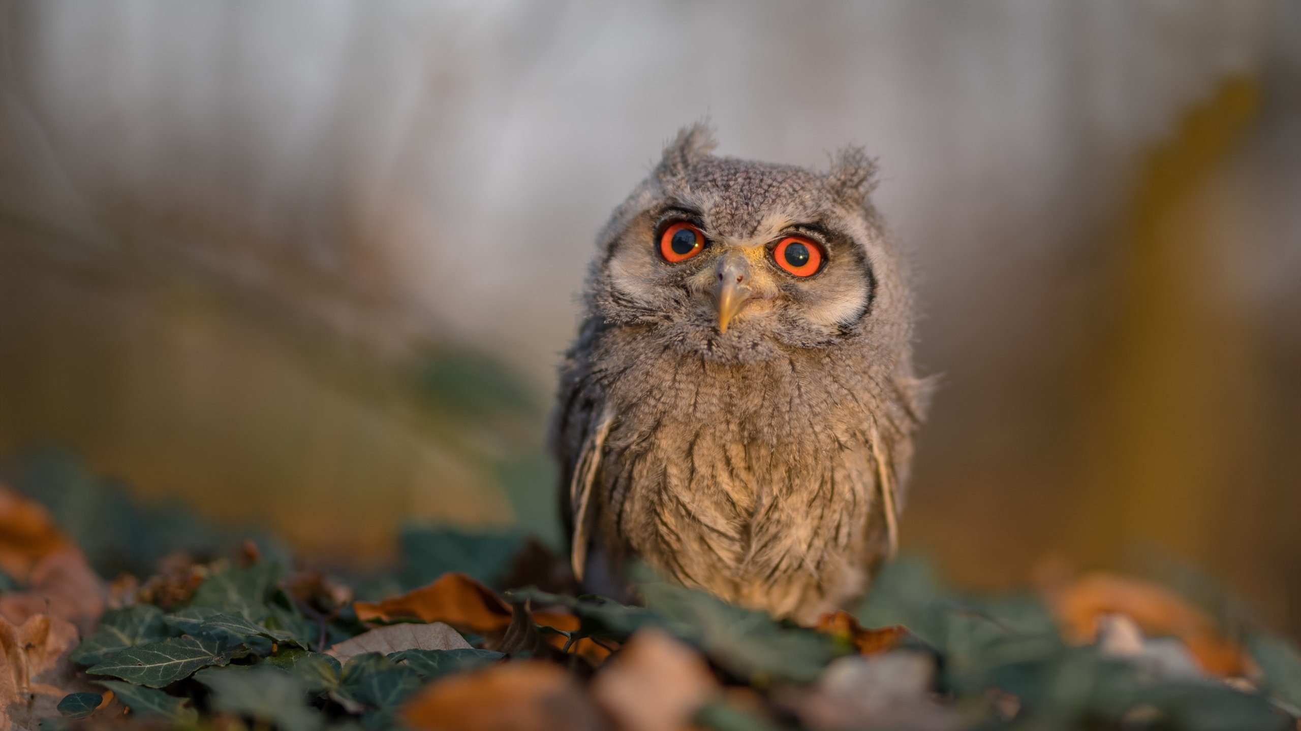 开云体育app-辽宁队踏平篮网，福克斯统治全场，跨联盟对决的篮球传奇