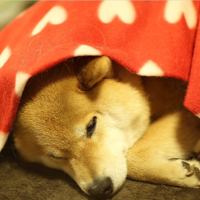 开云体育app-两种碾压，一种足球，从塞内加尔的团队洪流到特奥的个人英雄主义