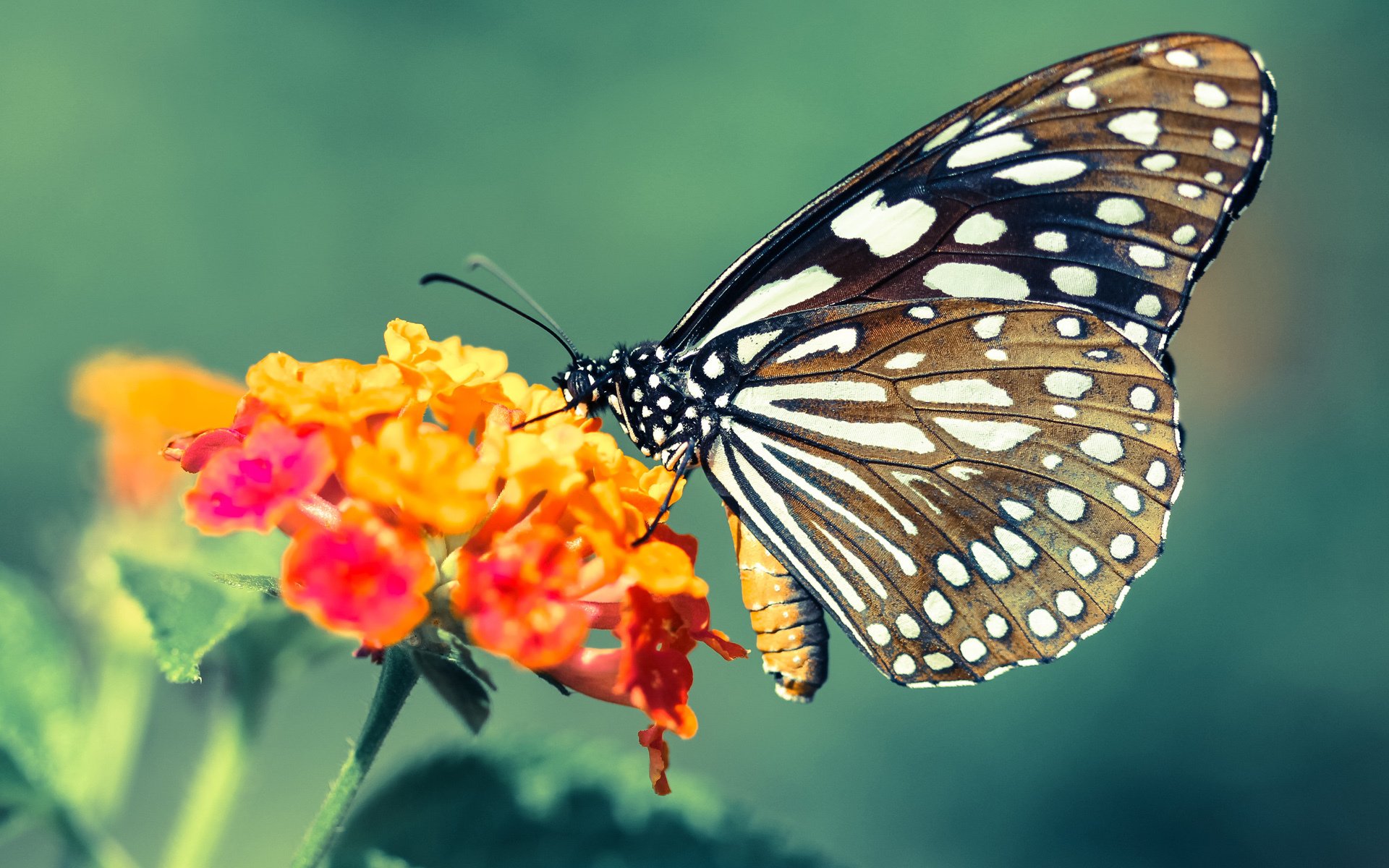 开云体育登录-双面神乔治，攻防两端统治力铸就绝杀奇迹