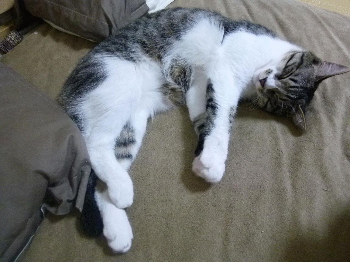 若日尼奥关键点球定乾坤,毕尔巴鄂生死战险胜瑞典赫根