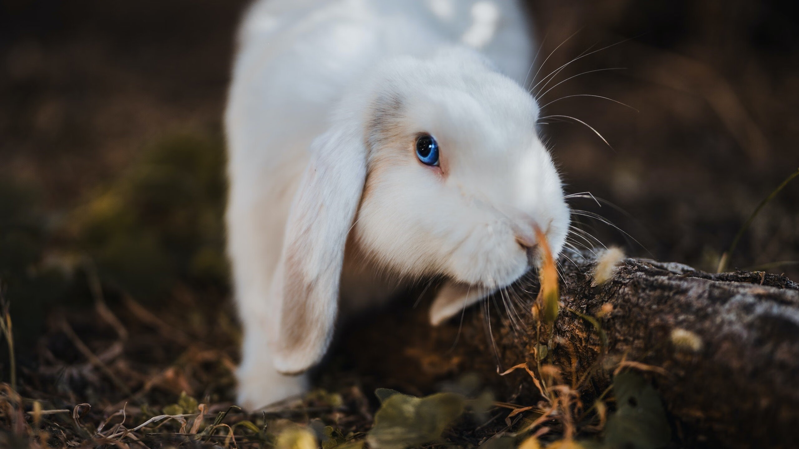 铁壁活塞碾碎火箭,末节欧文定乾坤