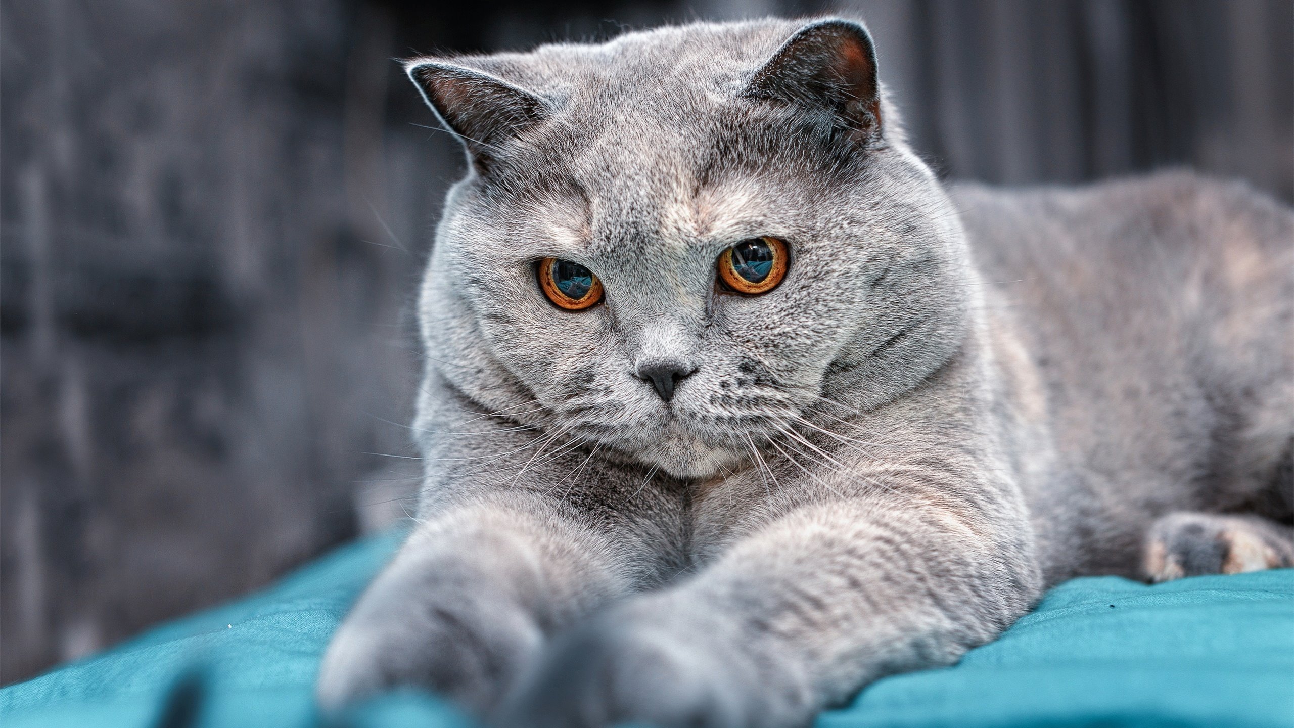 开云体育平台APP-尤文困兽犹斗，法比尼奥主宰中场