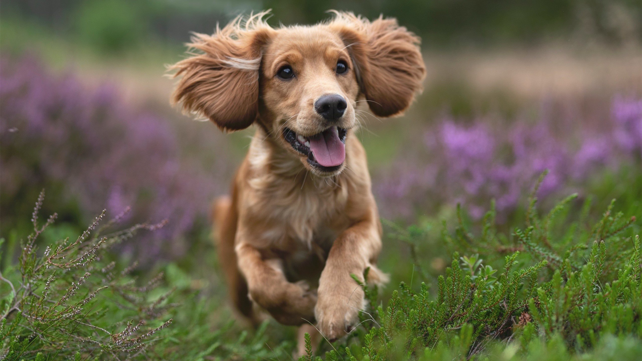 绝杀的艺术与王者的勋章,埃及压哨奇迹与凯恩硬仗传奇