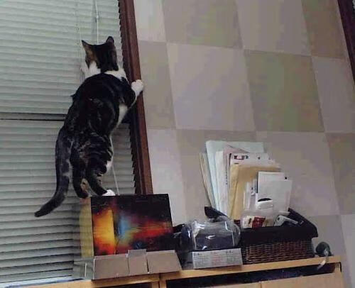 绿茵与硬木的胜利哲学，从西决生死战看AC米兰如何连续得分压制荷兰