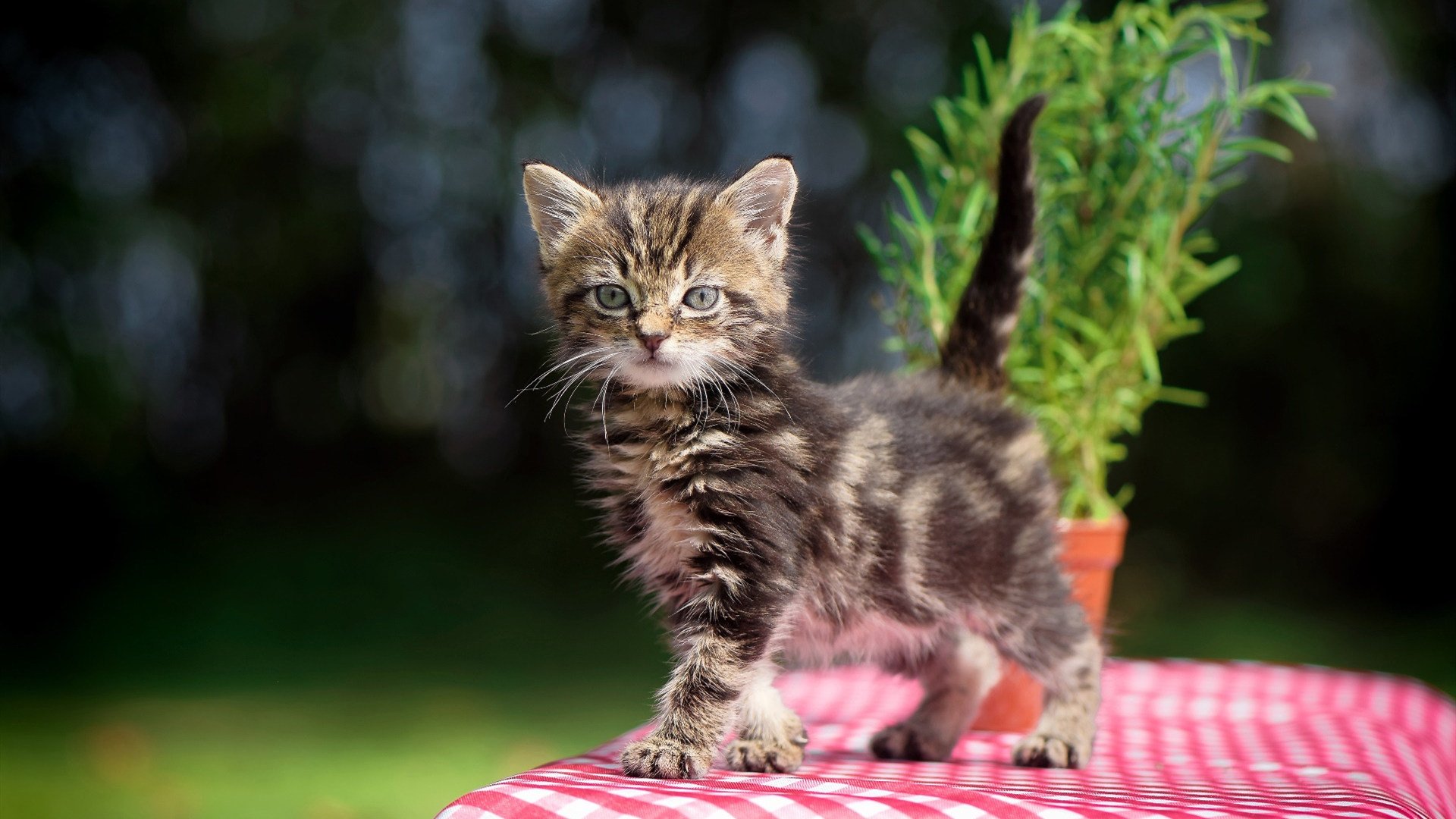 英超风暴眼与摩洛哥迷思,当争冠棋局遇上黄色潜水艇的跨维度突袭
