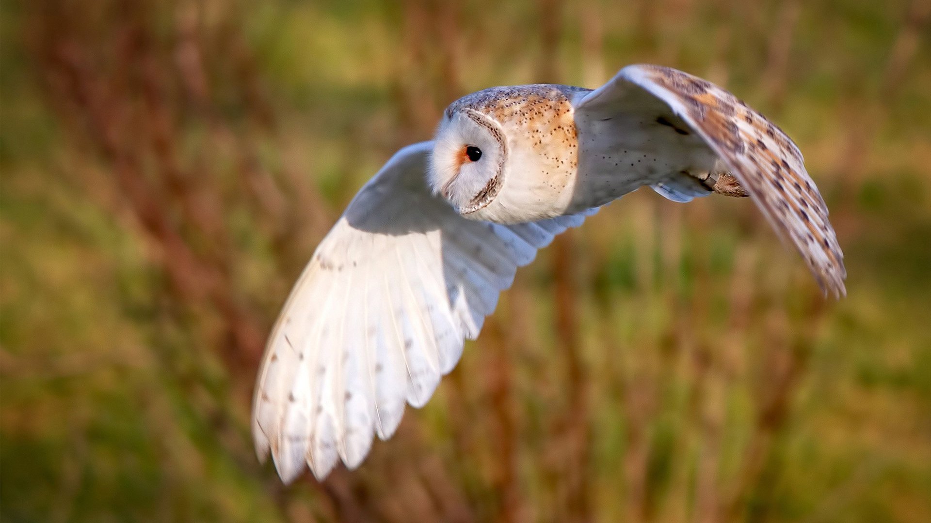 跨洋对决，米切尔统治全场，快船轻取新疆队