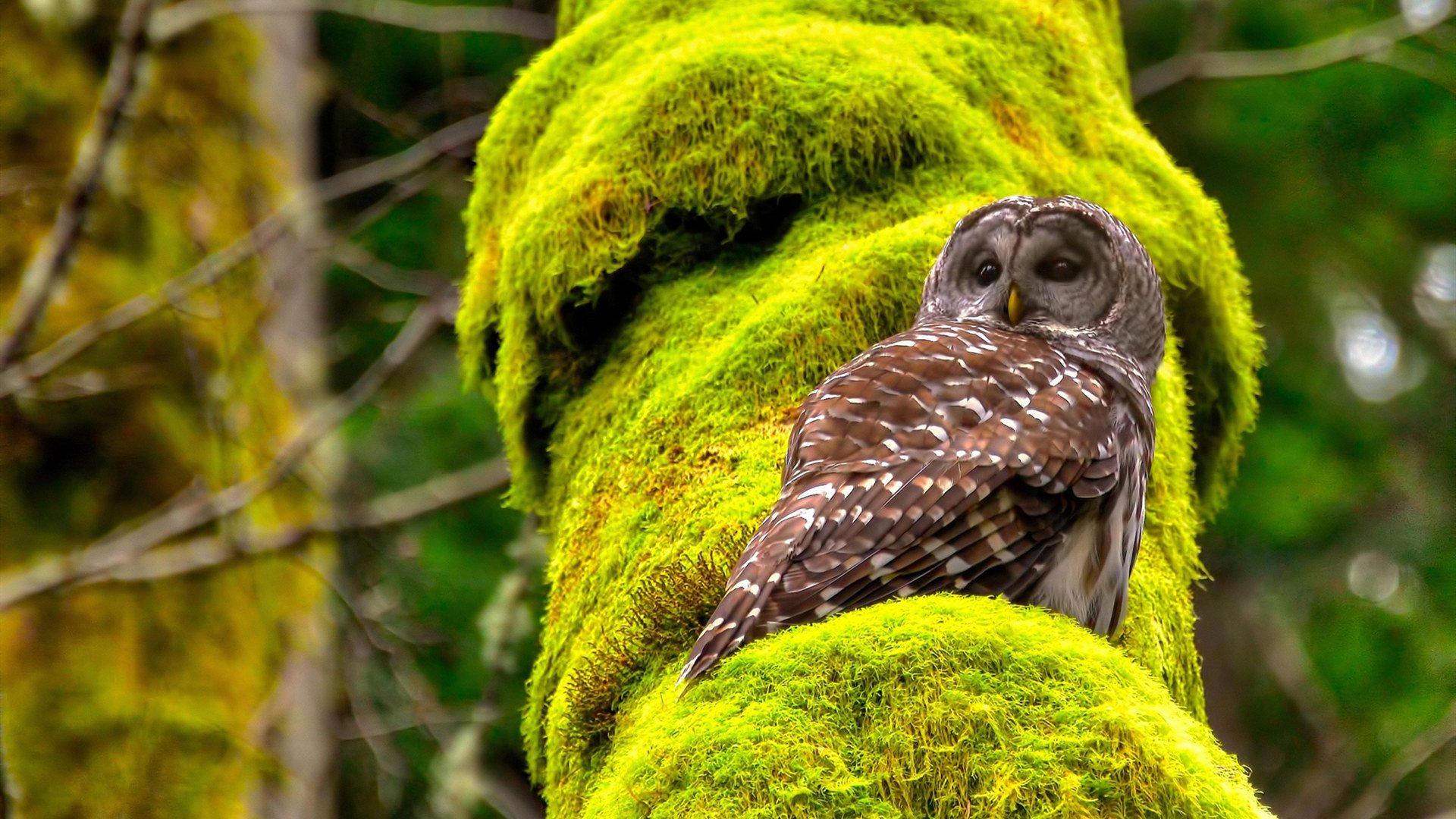 戈贝尔筑墙,掘金坠崖,当开拓者用防守收割系列赛